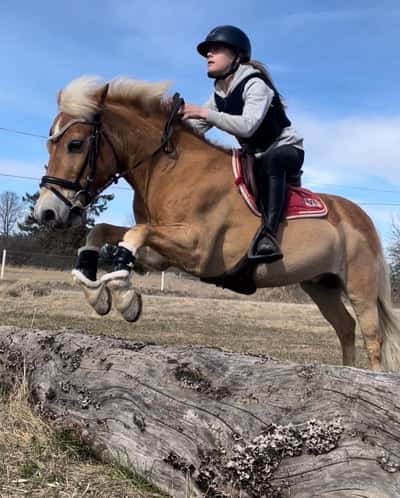 Inlägg 59 av Fälttävlan med titeln Falcon ❤️