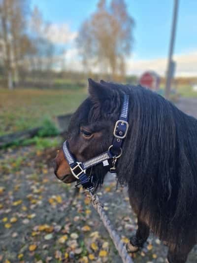 Polly v. Stal van Poolland