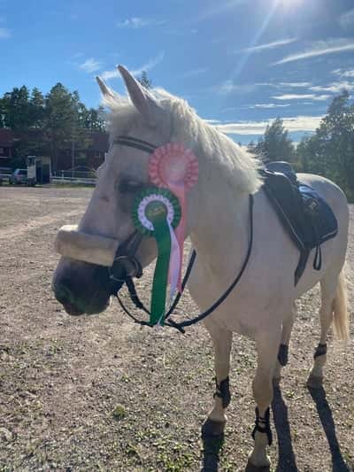 Post 425 of Show jumping with title Wilda