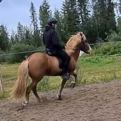 Laxi frá Bjarnanesi