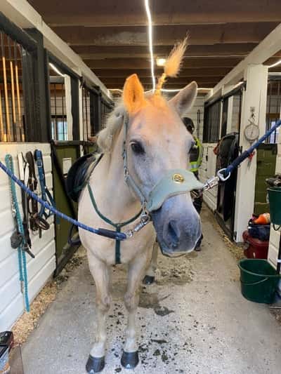 Inlägg 41 av Ponnytrav med titeln En unicorn