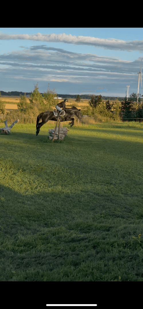 Bild av Världens snällaste ponny💞