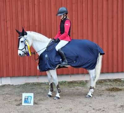 Post 322 of Show jumping with title 19/11❤️ 