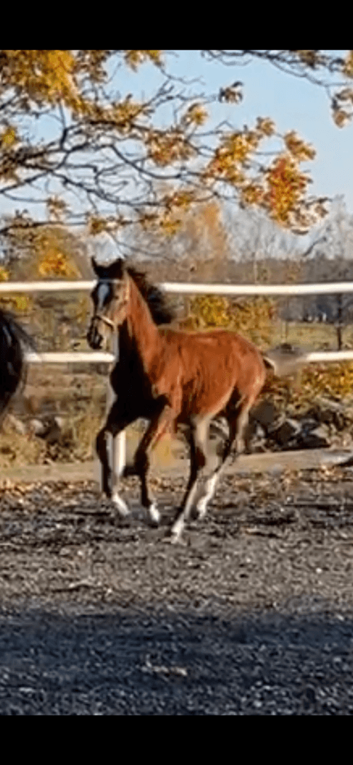 Bild av Diamond 💎