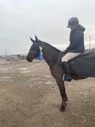 Post 223 of Show jumping with title Missans första tävling i livet 