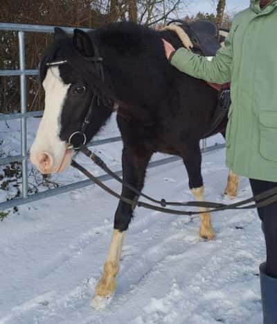 Dream pony - wonderful young Welsh mare, black