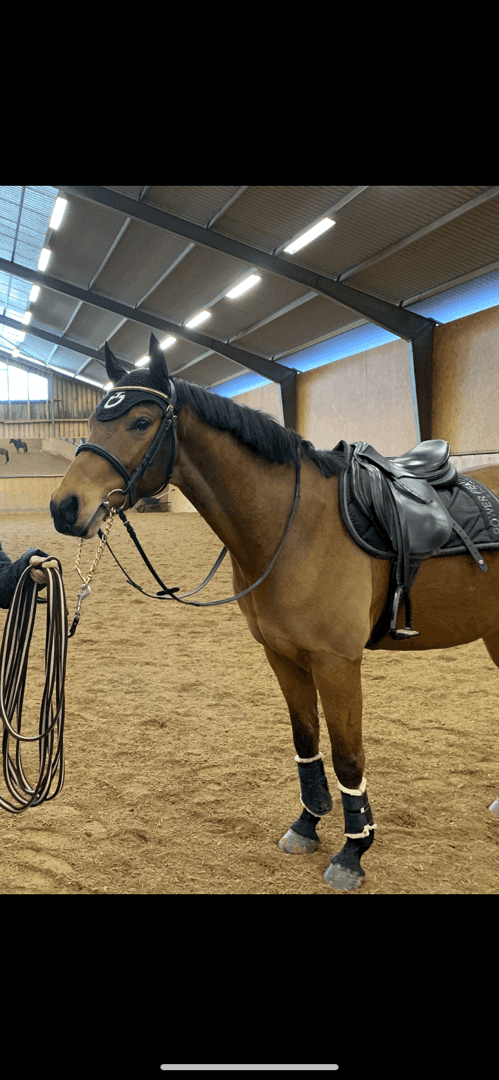 Bild av Lovande allroundponny söker 5 stjärnigt hem ✨