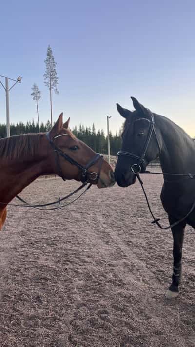 Inlägg 21 av Frihetsdressyr med titeln Rebujito trivs i grimnäs 🫶🏻