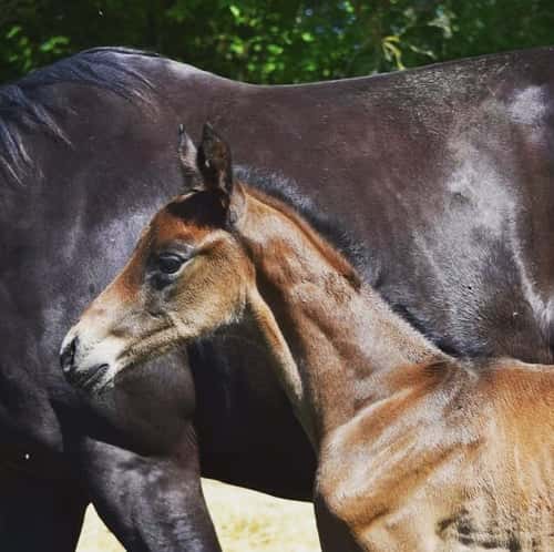 Bild av Stor, högbent, maskulin valack med supertemperament!