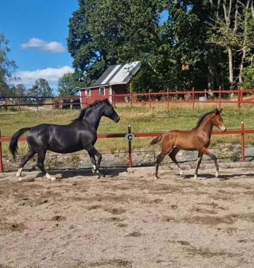 Bild av Härligt hingstföl 