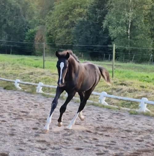 Bild av Hingst med utstrålning och framtiden för sig!