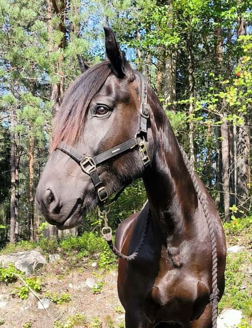 Bild av Kallblodssto i Piteå