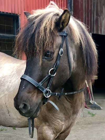 Hrammur från Kävsta