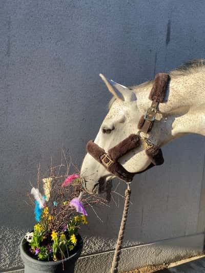 Inlägg 6 av Oldenburger med titeln 🐣🤍