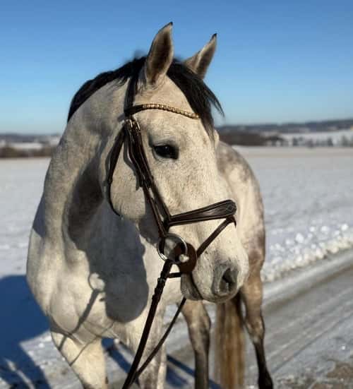 Bild av Personligt sto söker sin nya ryttare
