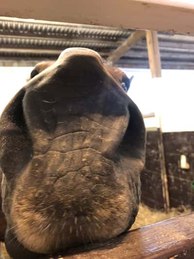 Inlägg 6 av Svensk Ridhäst med titeln Ännu en till profilbild. 👍