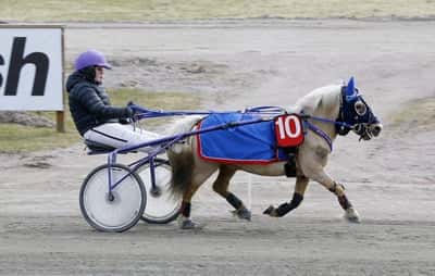 Inlägg 2 av Ponnytrav med titeln Ponnytrav 