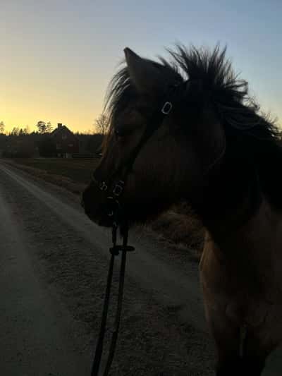 Inlägg 7 av Islandshäst med titeln 🌸🎀🤍