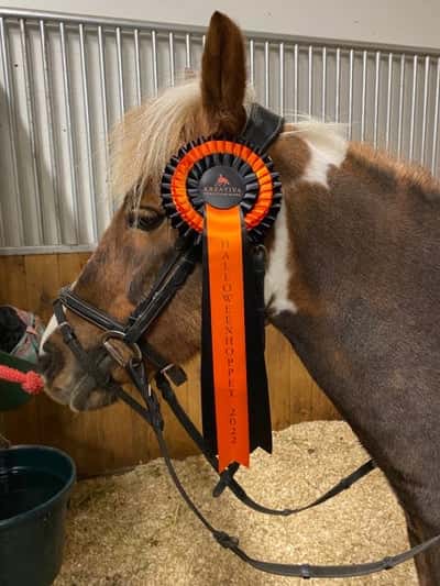 Post 362 of Show jumping