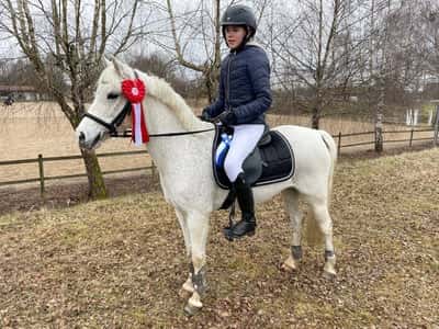 Post 23 of Show jumping