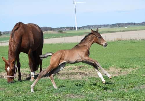 Bild av Fantastiskt trevlig, snygg & välstammad hingst e.Skyline to B f-25