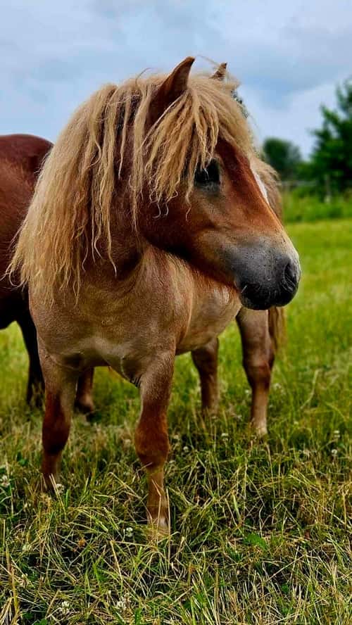 Bild av Charmig shetlandsvalack f-23