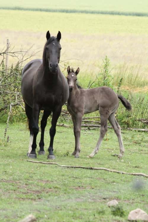 Bild av Social fölhingst med dressyr- och hoppstam