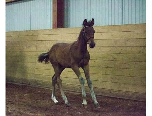 Bild av Din nästa dressyrhäst