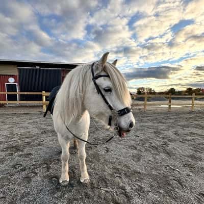 Suđri från gröna gången