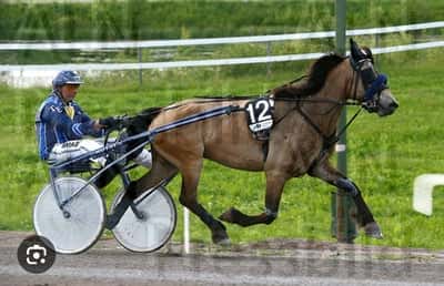 Inlägg 4 av Trav med titeln trolle när han gick på travet❤️