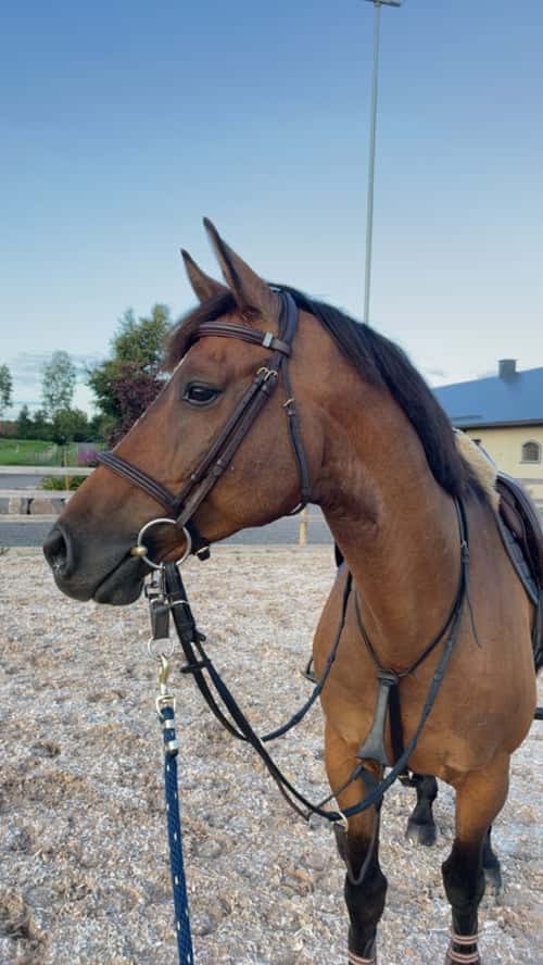 Bild av Lyxig hobbyhäst