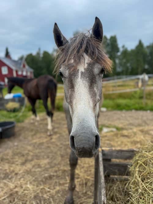 Bild av Otroligt trevlig åring 