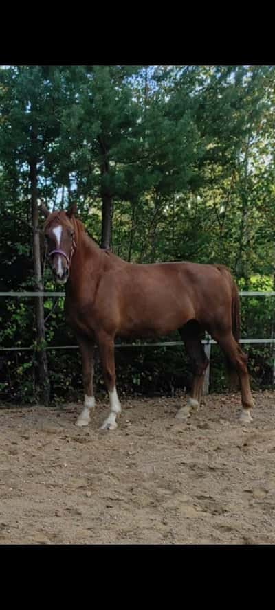 Inlägg 22 av Stambok KWPN med titeln Hjärngympa 