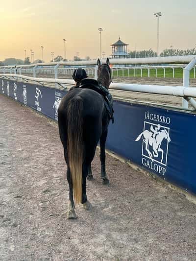 Inlägg 21 av Ponnygalopp