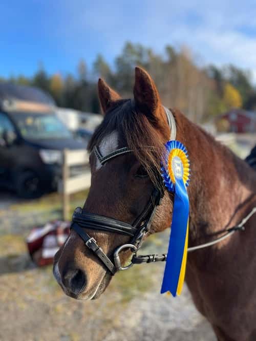 Bild av Trygg bästa tävlingskompis i dressyr