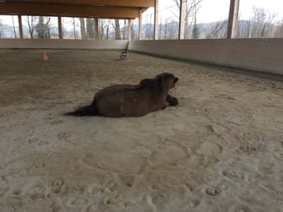 Inlägg 12 av Trickridning med titeln Gladur älskade att rulla sig i sanden ☺️