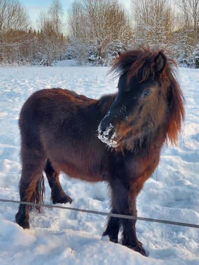 Inlägg 1 av Ponnygalopp med titeln Porträtt