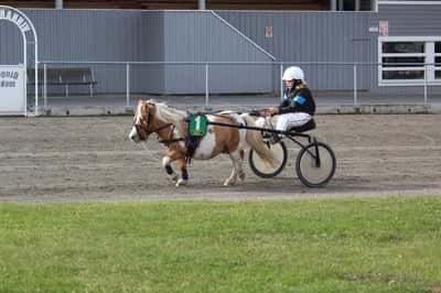 Inlägg 72 av Ponnytrav med titeln Stenstugu Ronaldo