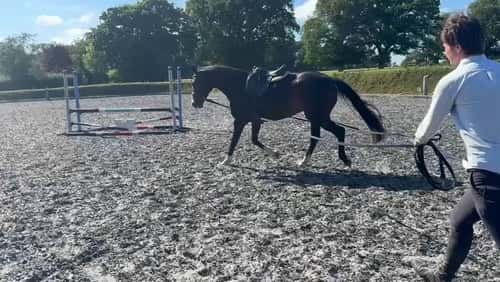 Bild av Fälttävlan, ungdjur och hoppning