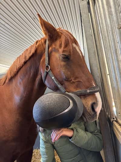 Inlägg 24 av Allround med titeln red äntligen op igeni söndags ❤️ det gick var vi red ut❤️ jätte duktig och hade lite extra 💨 och bockar redo men de gick bra❤️ jag satt kvar❤️