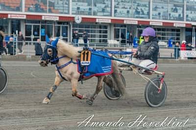 Inlägg 6 av Ponnytrav med titeln Ponnytrav 