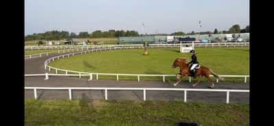 Inlägg 18 av Island