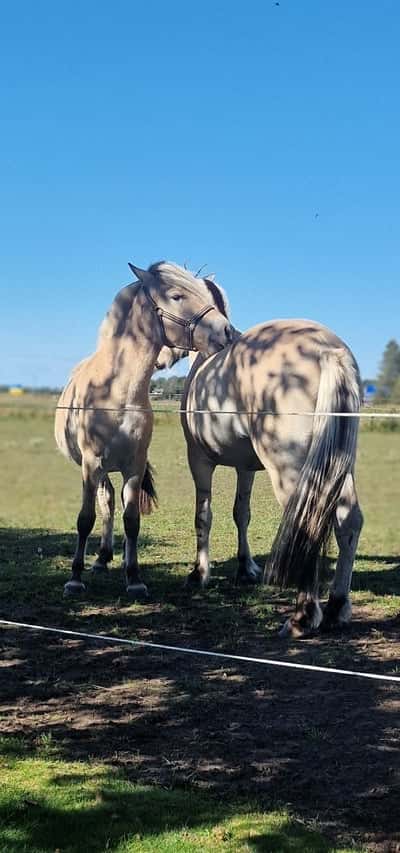 Inlägg 4 av Fjordhäst