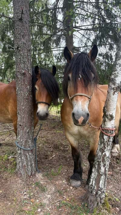 Inlägg 3 av Ardenner med titeln Nya skötarhästar 🐴💕