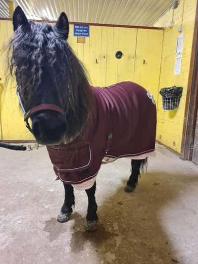 Inlägg 22 av Trav med titeln Lillan körde sitt första lopp 😄