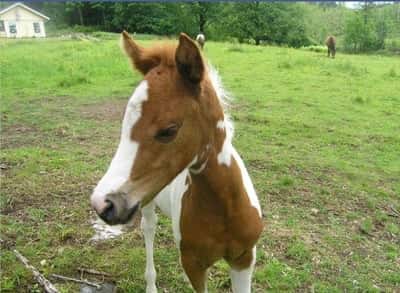 Post 20 of Western with title ❤️Fifi som föl❤️