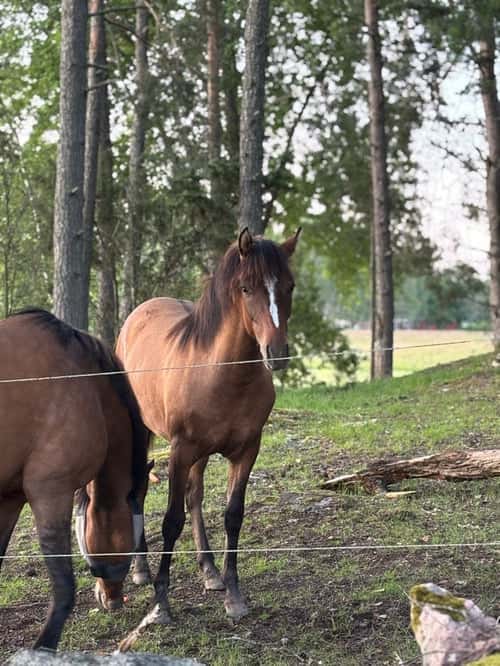 Bild av Ponnykille för framtiden
