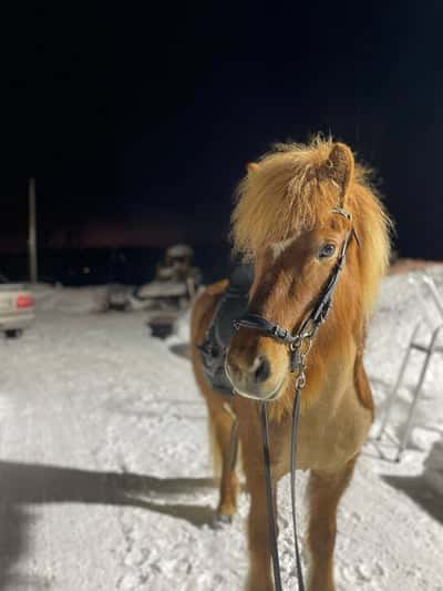 Inlägg 13 av Island med titeln 💓