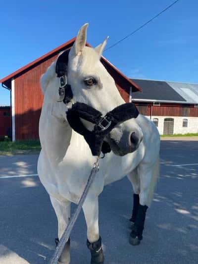 Inlägg 126 av Allround