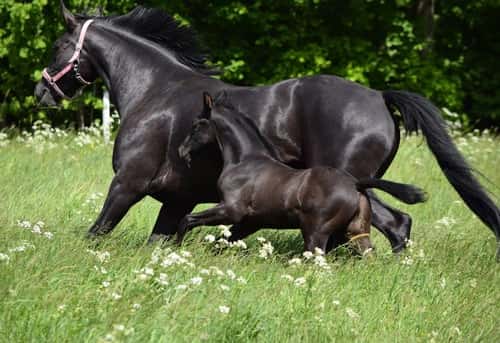 Bild av Snygg svart hingst ur ett fantastiskt prestationsmöderne